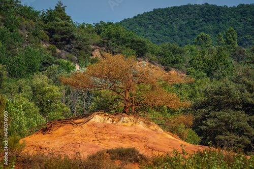 Trees and vegetation covering the red sands. Abstract Rustler canyon moher cliffs landscape. Provencal Colorado near Roussillon, Southern France. Red sand background