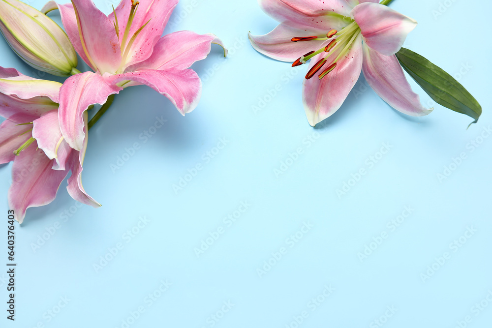 Beautiful lily flowers on blue background
