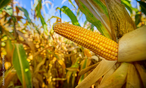Corn on a cornfield before harvest
