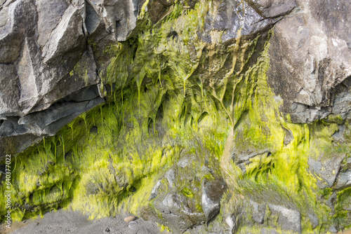 wet green moss on stone