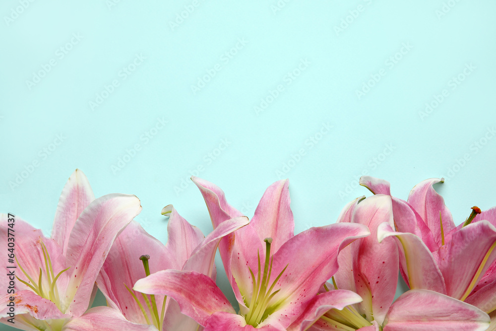 Beautiful lily flowers on blue background