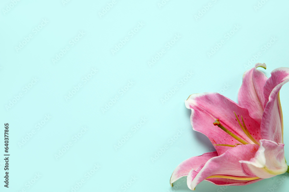 Beautiful lily flower on blue background