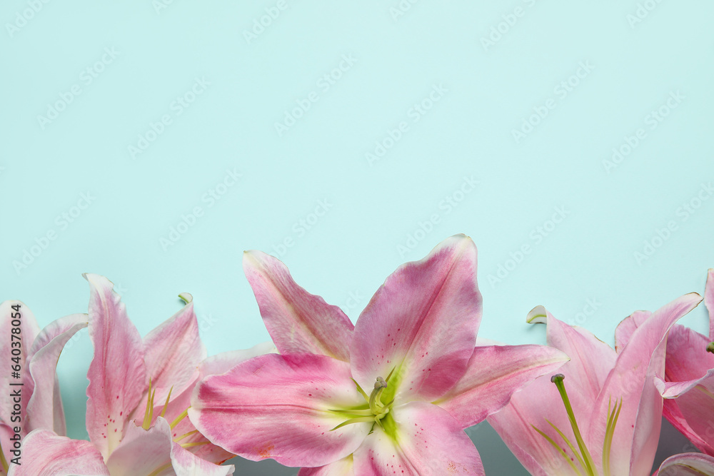 Beautiful lily flowers on blue background