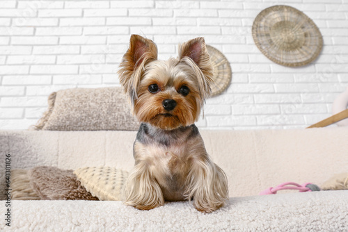 Fotografie Cute small Yorkshire terrier dog sitting on sofa in living room