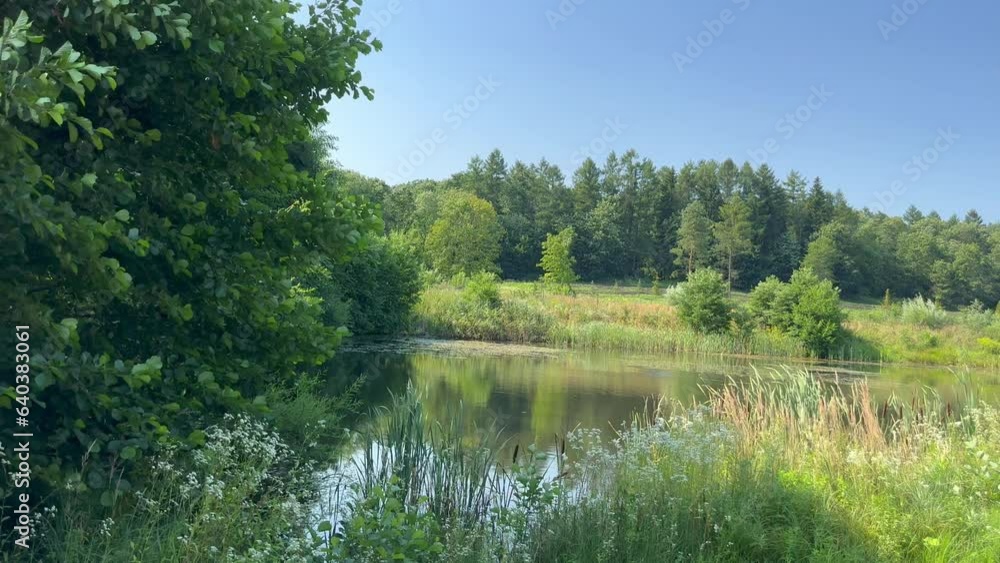 Summer landscape with a lake, green trees and thick tall grass swaying in a light breeze on a sunny summer day against a blue sky. View of a pond and trees on the shore in the countryside Summer landscape with a lake, green trees and thick tall grass swaying in a light breeze on a sunny summer day against a blue sky. View of a pond and trees on the shore in the countryside
