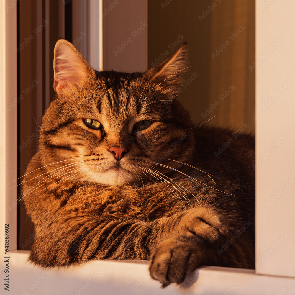 Cute cat sits by the window at sunset.