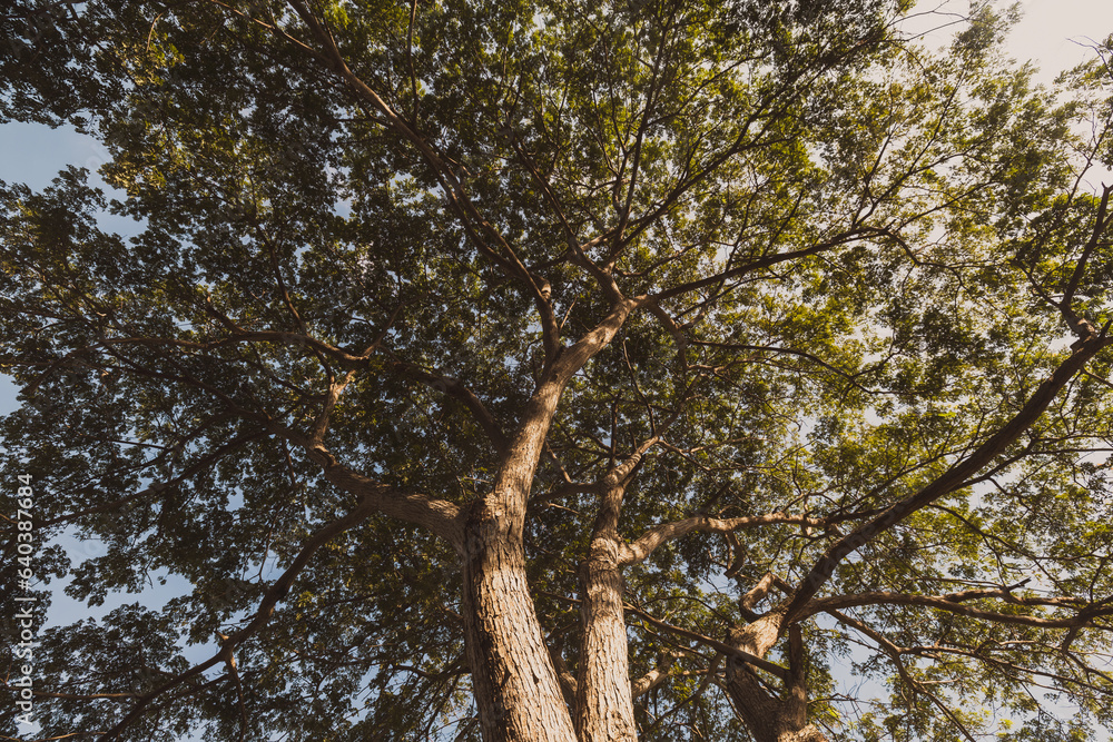 Fototapeta premium TREE TOP