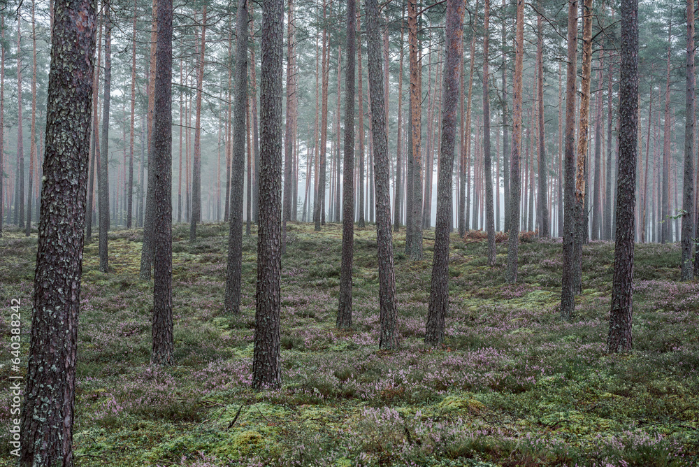 Flowering heather or ling (lat. Calluna vulgaris) in the pine forest at foggy summer morning Flowering heather or ling (lat. Calluna vulgaris) in the pine forest at foggy summer morning