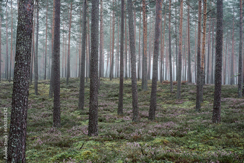 Flowering heather or ling (lat. Calluna vulgaris) in the pine forest at foggy summer morning