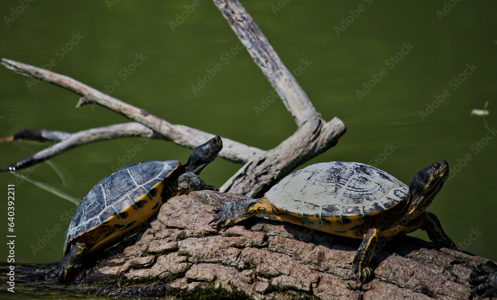 Fototapeta premium Tartarughe