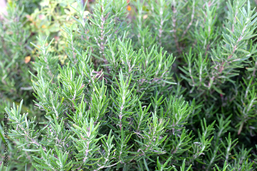 Fresh rosemary herb growing in the garden