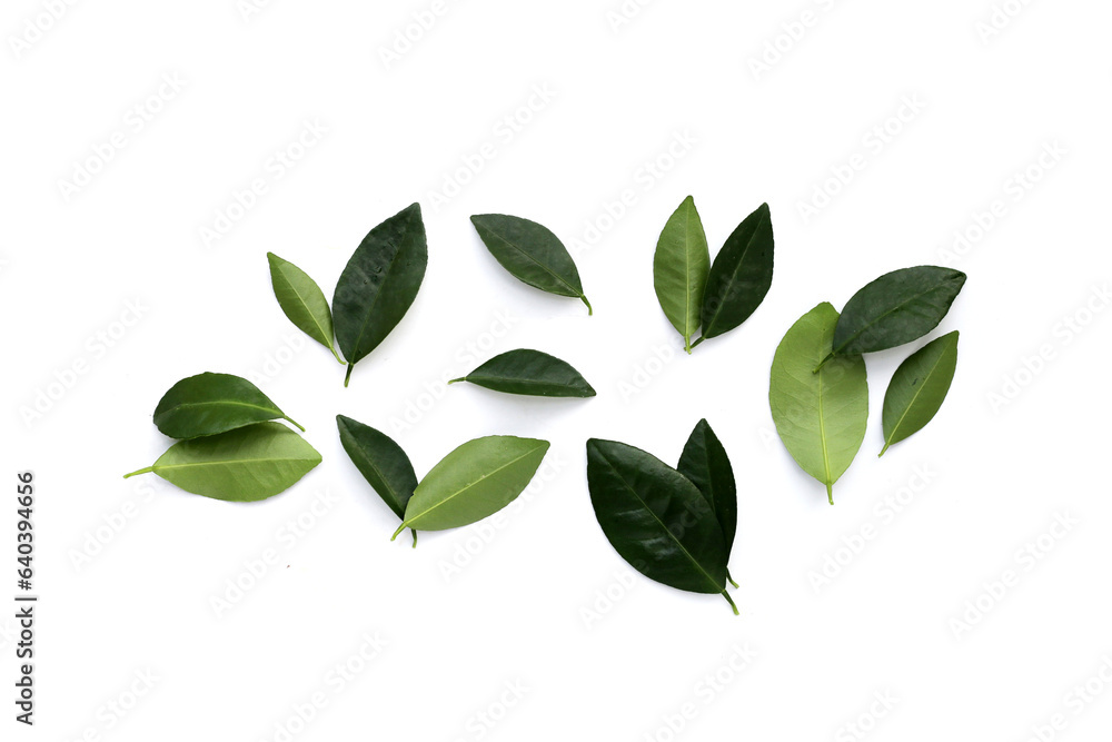 Naklejka premium Citrus leaves on a white background.