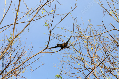 Mantled Howler Monkey ( Alouatta palliata ) on a tree in silhouette photo