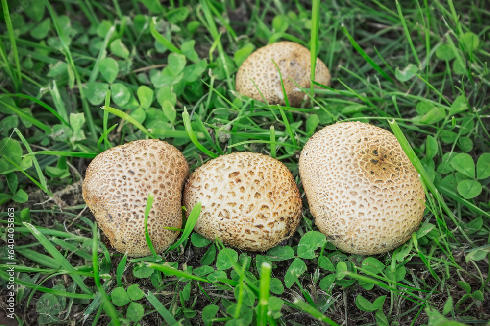 A small colony of inedible puffball mushrooms in late August A small colony of inedible puffball mushrooms in late August