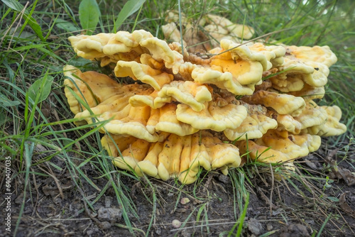 Sulfur-yellow polypore (lat. Laetiporus sulphureus) on the rot left from the stump