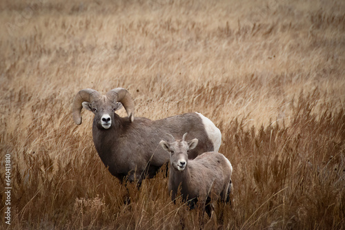 Foto Ram and Ewe in Theodore Roosevelt National Park, North Dakota.