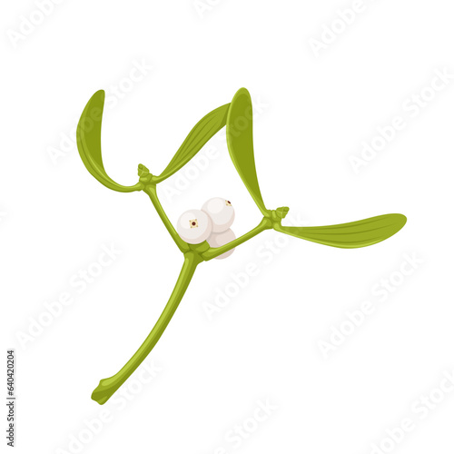 Vector illustration, Viscum album or european mistletoe, isolated on white background.