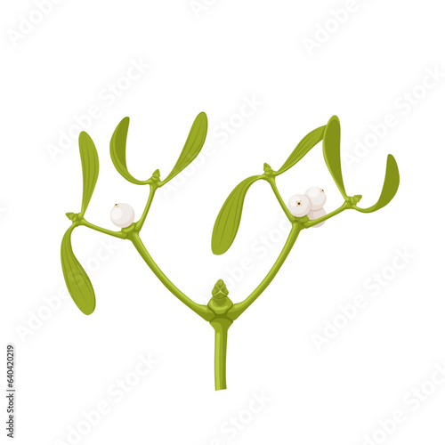 Vector illustration, Viscum album or european mistletoe, isolated on white background.