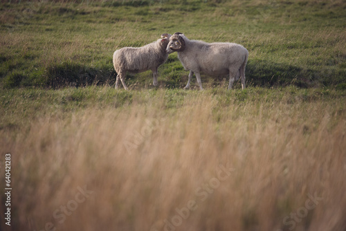 Zwei Schafe auf grüner Wiese die sich lieben und ihre köpfe zusammenstecken und küssen