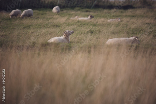 liegendes schaf auf grüner wiese im Gras Kopf guckt raus