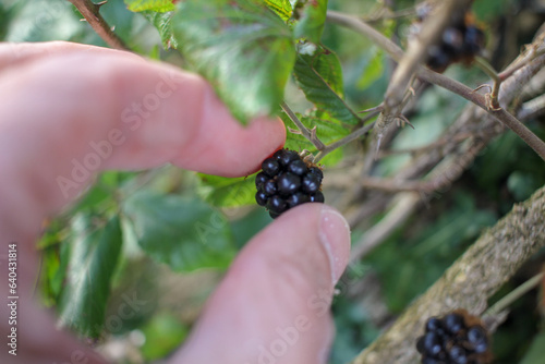 delicious blackberrie between my fingers