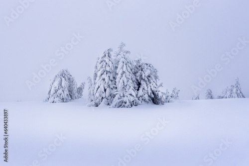 Surreal winter scene in the mountains with snow covered and frozen fir trees. Frosty outdoor scene of the mountain valley. Beauty of nature concept background.
