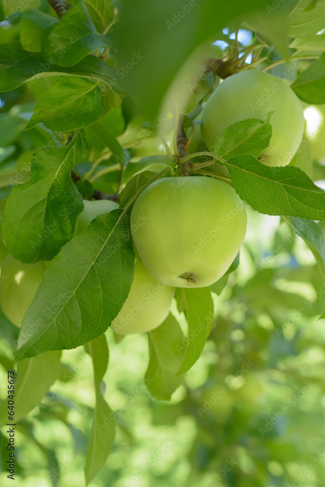 Green big apple ripening on a branch against a blurred background