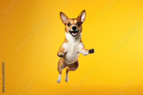 Crazy Dog in motion, funny, jumping isolated on flat background with copy space. 