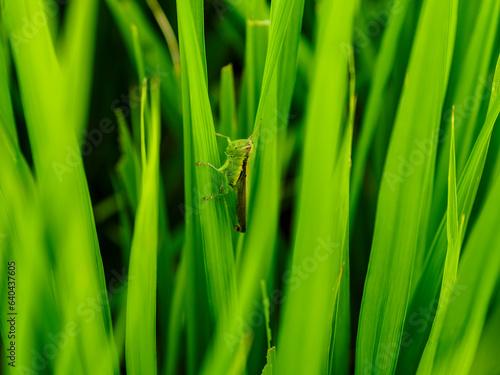稲の葉につかまる緑のバッタ