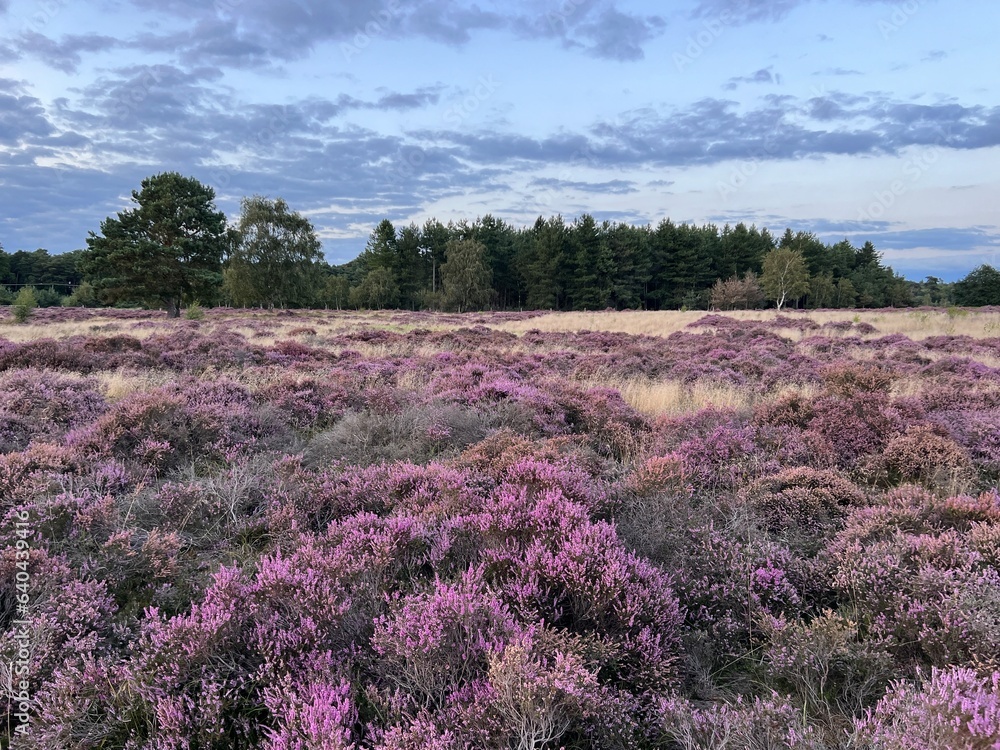 Fototapeta premium Landscape of sunset evening light and colour sky with clouds beautiful moor land field with purple wild heather plants and path at edge of forest in Brandon Suffol East Anglia uk on holiday in Summer