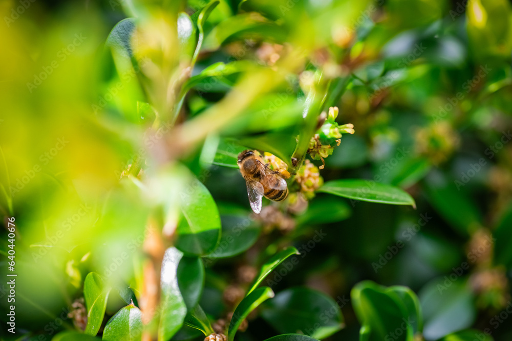 Honey bee with yellow pollen basket collecting pollen Honey bee with yellow pollen basket collecting pollen