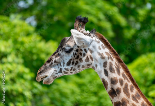 close up of giraffe head