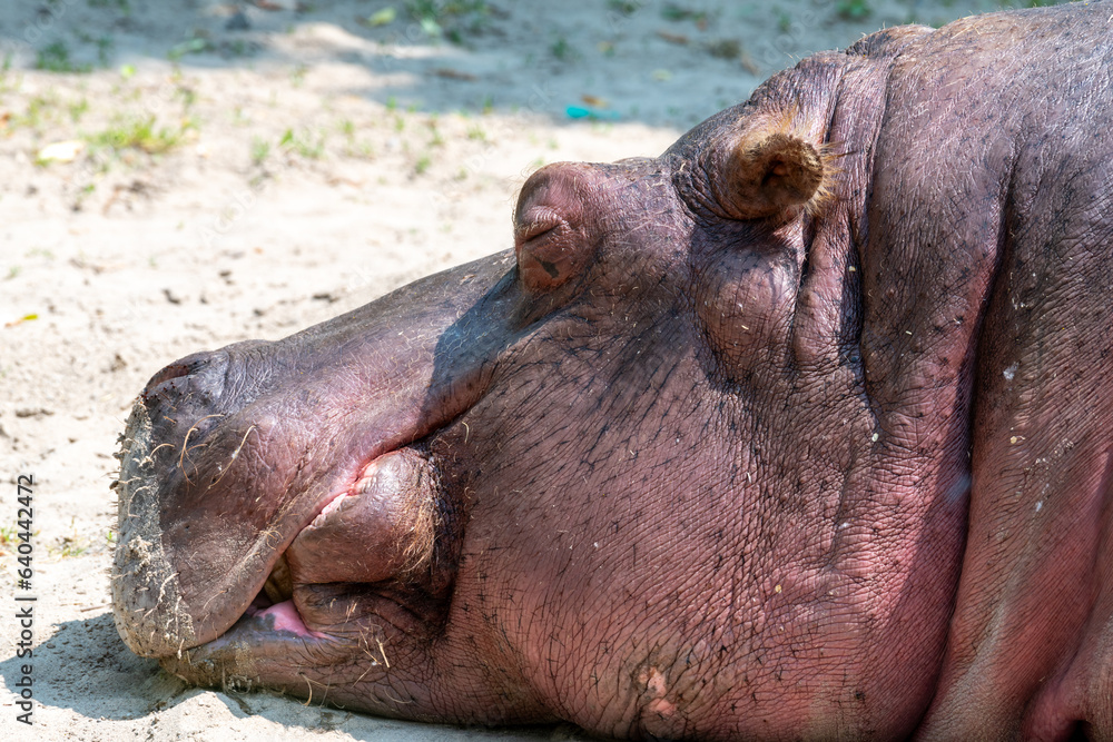 hippopotamus resting in the water hippopotamus resting in the water