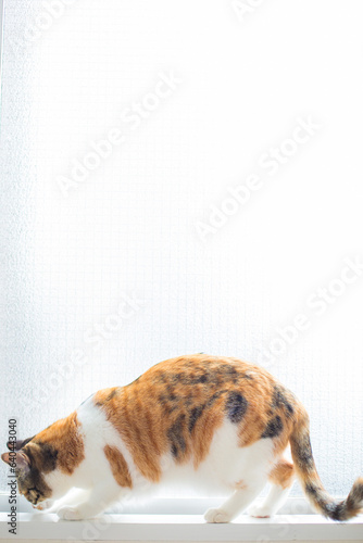 猫　イメージ用