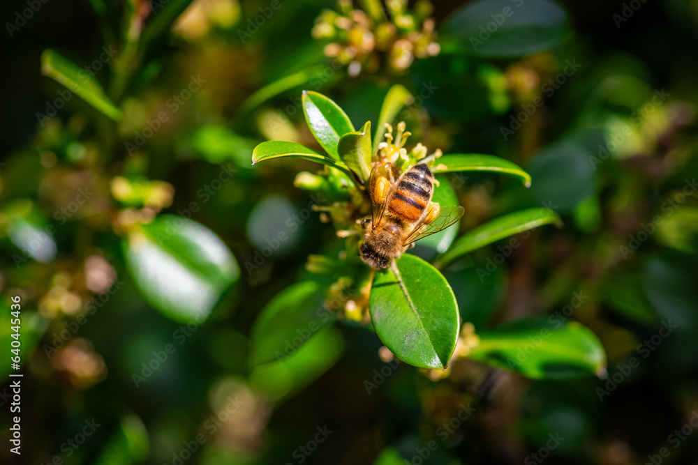 Honey bee with yellow pollen basket collecting pollen