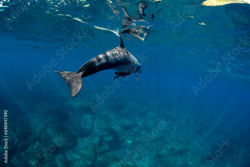 wildlife dolphins under the sea © 敏治 荒川