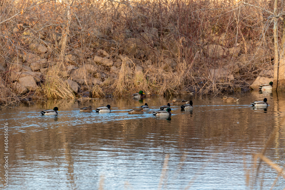 Mallard Ducks On The River In November In Wisconsin Mallard Ducks On The River In November In Wisconsin