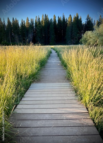 lone path to the forest