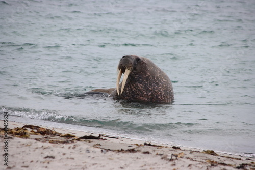 Walrus (Odobenus rosmarus), Smeerenberg, Amsterdam Island, Svalbard, Norway.