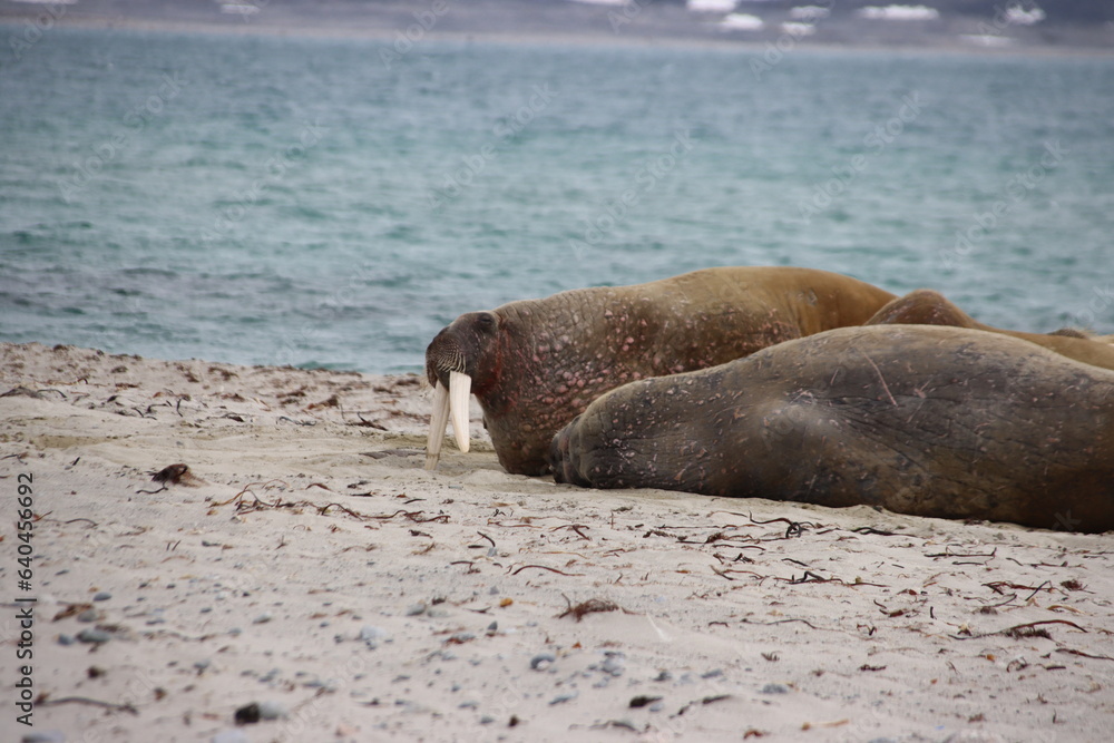 Fototapeta premium Walrus (Odobenus rosmarus), Smeerenberg, Amsterdam Island, Svalbard, Norway.