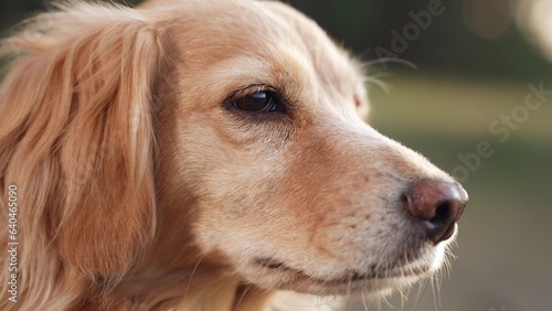 Funny red cocker spaniel dog barks standing in wild nature cute dedicated dog