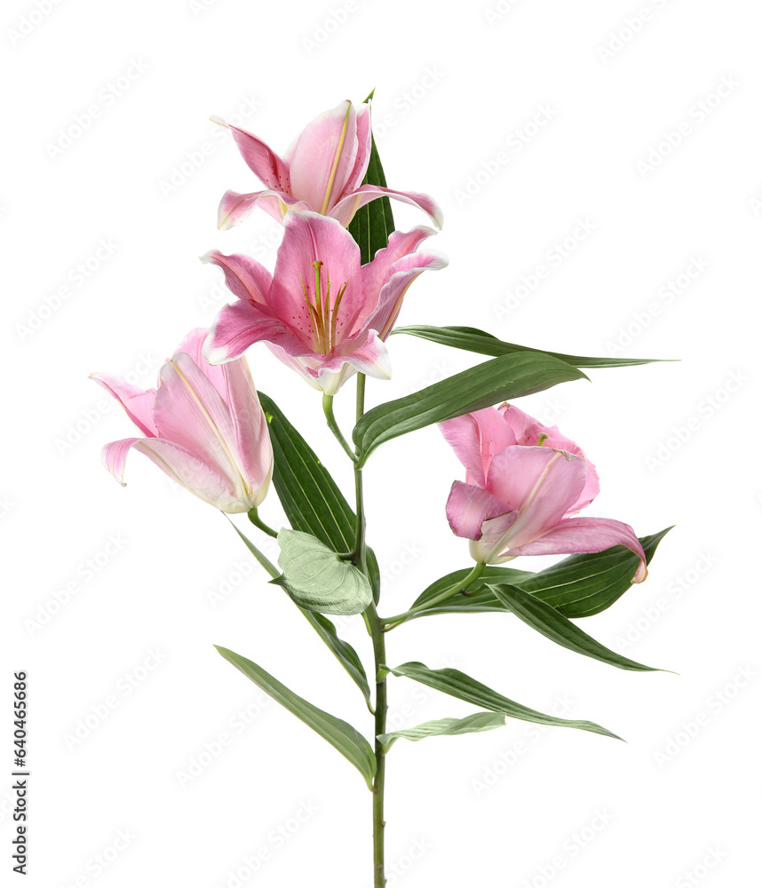 Fototapeta premium Beautiful pink lily flowers on white background