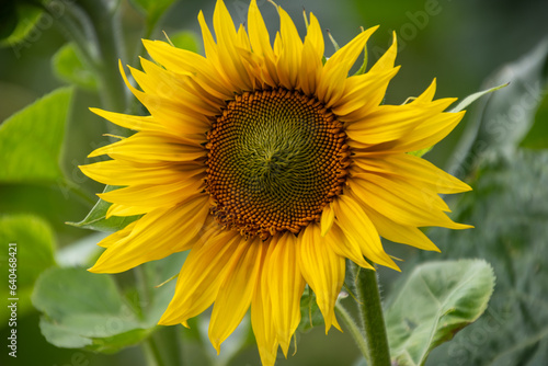 gro  e gelbe Bl  te und Samenkerne einer  Sonnenblue zentral in der Mitte des Bildes mit gr  nen Bl  ttern im Hintergrund
