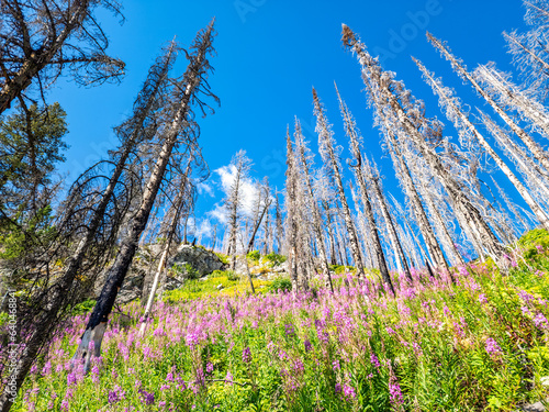 Фотография View of pink flowering rosebay willowherbs fireweed (Chamaenerion angustifolium) rejuvenate a burnt dead tree forest, near Bertha Lake, Waterton Lakes National Park, Alberta Canada