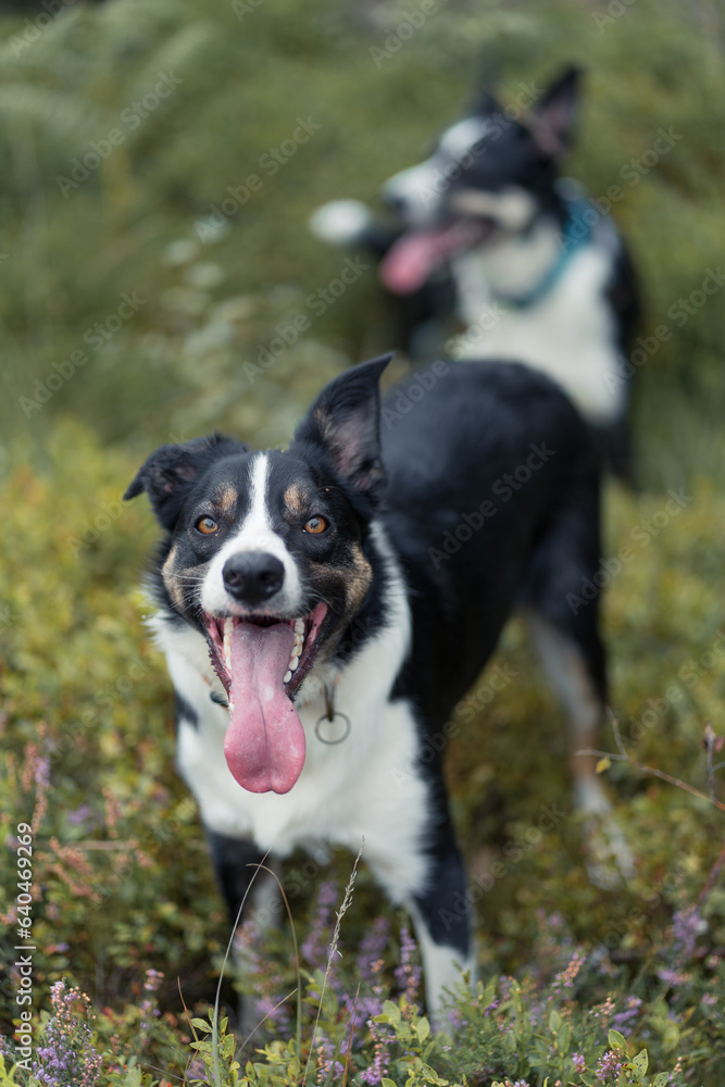 Border Collie Border Collie