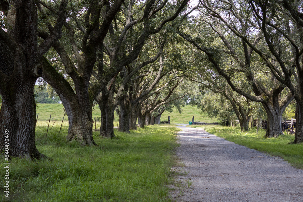 Tree lined and canopied country road.