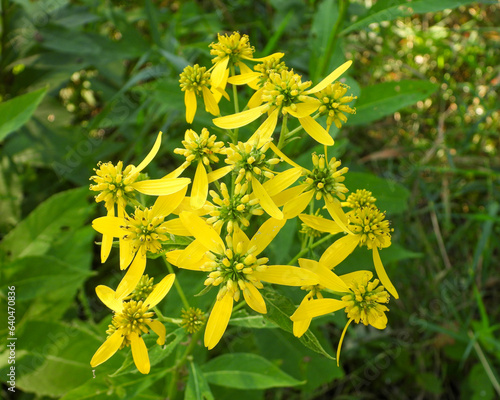 Verbesina alternifolia (Wingstem) Native North American Wildflower photo