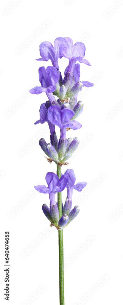Beautiful blooming lavender flower isolated on white