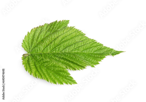 One green blackberry leaf isolated on white, top view