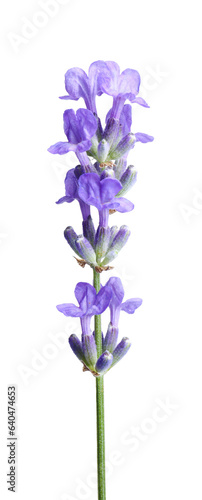 Fototapeta Naklejka Na Ścianę i Meble -  Beautiful blooming lavender flower isolated on white